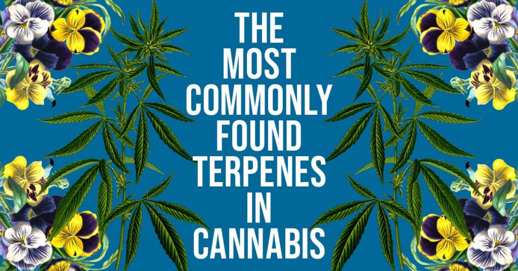 The Most Commonly Found Terpenes In Cannabis