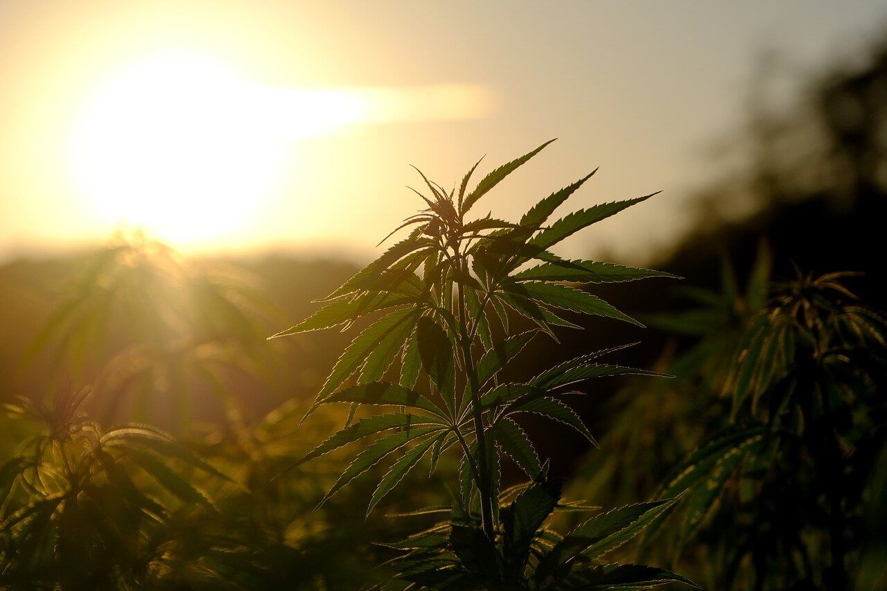 cannabis plant with light halo