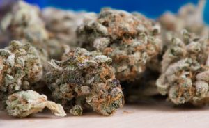Weed bud to add terpenes to